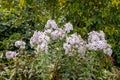 Garden phlox plants infected by Erysiphe cichoracearum fungus causing powdery mildew coating on the leaf's surface. Royalty Free Stock Photo