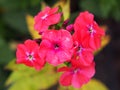 Garden phlox `Starfire`