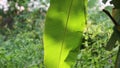 Garden at Phu Quoc Island, Kien Giang province, Vietnam