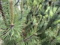 Garden pine details
