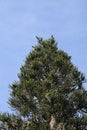 Garden pine over the blue sky