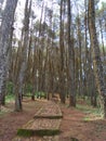 garden of pine tree