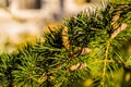 Garden Pine Tree