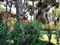 Garden with pine trees, hibiskus flowers and wooden birdhouse