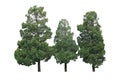 Garden pine trees ornamental plant, three fir trees in forest garden isolated on white background