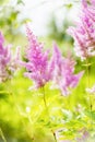 Garden pink astilba flower in the garden bed Royalty Free Stock Photo