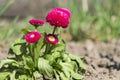 Garden pink English daisies Royalty Free Stock Photo