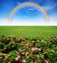 Garden pink flower lawn blue sky Royalty Free Stock Photo