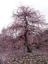 Garden with pink flowering weeping plum trees