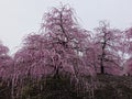 Garden with pink flowering weeping plum trees