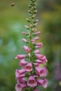 Garden Garden Pink Flowers and Bumblebees, closeup, spring summer concept, delphinium flower Royalty Free Stock Photo