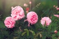 Garden pink fragrant roses