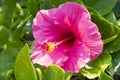 Pink Hibiscus flowers as know as Shoe flowers or Chinese flowers