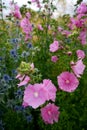 Garden: pink hollyhock flowers Royalty Free Stock Photo