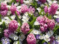 Purple and Pink and White Spring Flowers