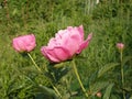 In the garden pink peonies bloom