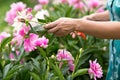 Garden pink peonies. Female gardener pruning flowers for a bouquet using secateurs. large photo of hands Royalty Free Stock Photo