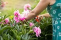 Garden pink peonies. Female gardener pruning flowers for a bouquet using secateurs. large photo of hands Royalty Free Stock Photo