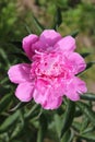 In the garden pink peony bloom.