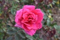 GARDEN PINK ROSE AND GREEN LEAVES CLOSE UP Royalty Free Stock Photo