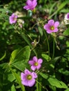 garden pink-sorrel plant in the garden. oxalis latifolia plant