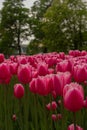 Garden of pink tulips in spring. Beautiful May flowers blooming in park. Vertical botanical photo Royalty Free Stock Photo