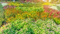 Garden of pink Wishbone flower, red Wool flowers, yellow Cosmos and colorful flowering plant blooming in a green leaves Royalty Free Stock Photo