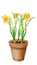 Garden plant in a clay pot. Spring flowers daffodils. Royalty Free Stock Photo