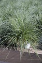 Garden plant festuca gautieri for sale in garden shop