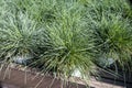 Garden plant festuca gautieri for sale in garden shop