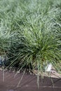 Garden plant festuca gautieri for sale in garden shop