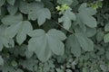 Garden Plant green leafs of a Acer Campestre