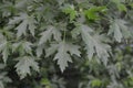 Garden Plant green leafs of a Acer Campestre