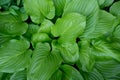 Garden plant hosta. Green leaves background. Summer flower nature.