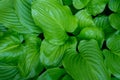 Garden plant hosta. Green leaves background. Summer flower nature.