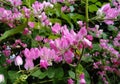 Garden,plant,pink,plowers,tree,blossom,green