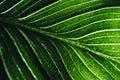 Garden plant with rain drops closeup. Macro green leaf with water droplets wallpaper. Ecology rainforest and environment abstract Royalty Free Stock Photo