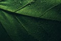 Garden plant with rain drops closeup. Macro green leaf with water droplets wallpaper. Ecology rainforest and environment abstract
