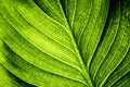 Garden plant with rain drops closeup. Macro green leaf with water droplets wallpaper. Ecology rainforest and environment abstract Royalty Free Stock Photo