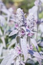 Stachys byzantina Lambs Ears, close up Royalty Free Stock Photo