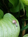 Little snail on the leave Royalty Free Stock Photo