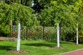 Garden with planted young whitewashed trees in the background a rose garden. Royalty Free Stock Photo