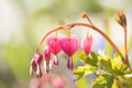 Bleeding heart Lamprocapnos spectabilis in sunshine in the garden Royalty Free Stock Photo