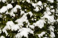 Garden plants, bushes, conifers under the snow in winter