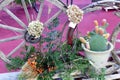 Garden plants and decorations. Cactus plant
