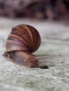 Garden plants destroyer, snail, on white painted concrete block garden wall creeping slowly and peacefull Royalty Free Stock Photo