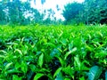 Garden plants of green tea of India picture