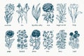 Garden plants. Hand drawn botany set. Vintage flowers. Monohrome illustration in engraving style.