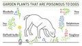 Garden plants poisonous to dogs. Editable vector poster