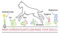 Garden plants poisonous to dogs. Editable vector poster